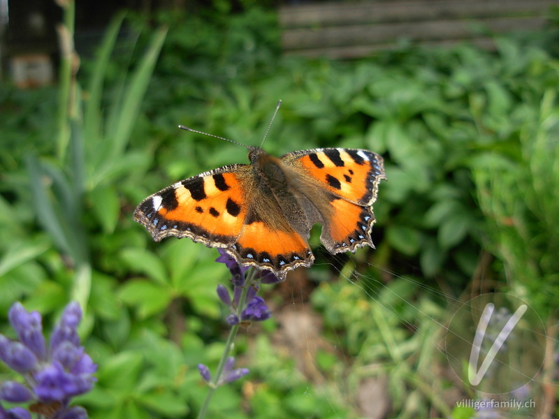 Kleiner Fuchs: Übersicht